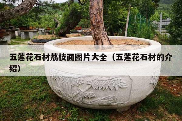 五莲花石材荔枝面图片大全(五莲花石材的介绍)