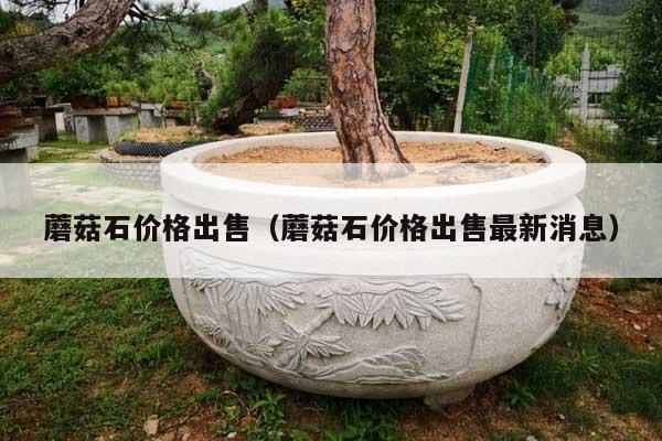 蘑菇石价格出售(蘑菇石价格出售最新消息)